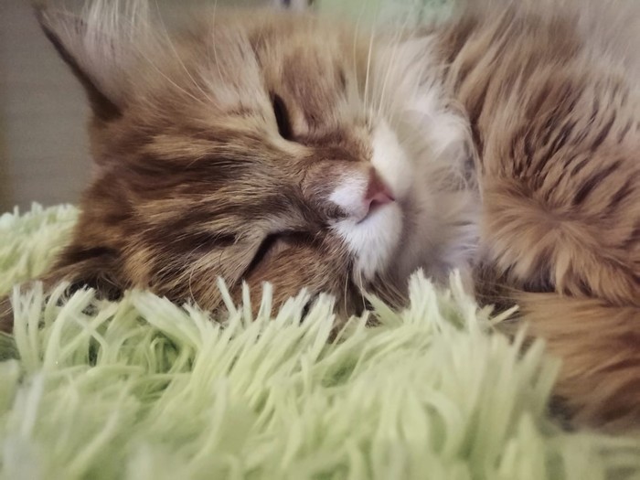 ����� ��������