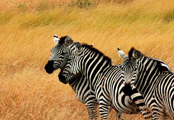 But it turned out - Research, Scientists, zebra