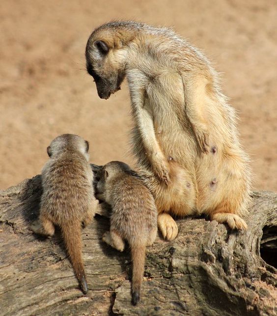 Under supervision - The photo, Meerkat, Young, Milota, Animals