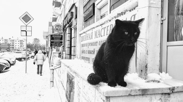 Bw - My, The photo, cat, Pets