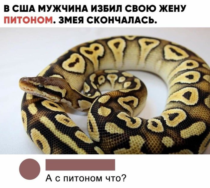 The snake is dead.. - USA, Picture with text, Python, Snake, Husband, Wife