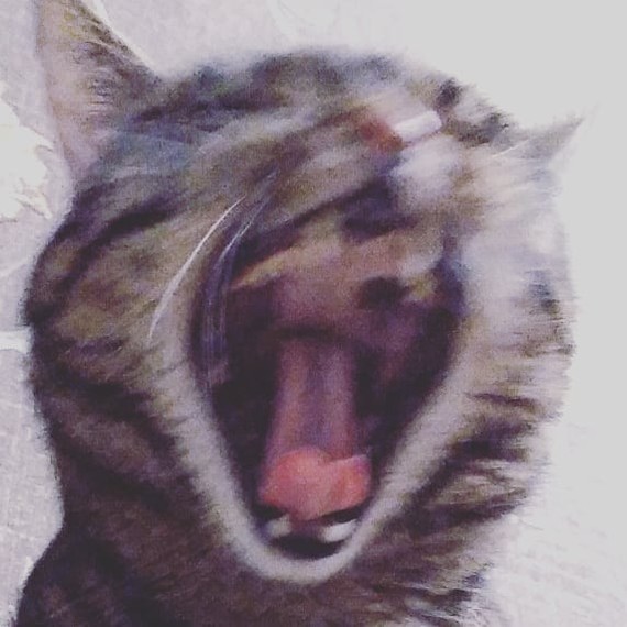 Sleep Hunting - My, cat, Catomafia, Yawn, Longpost