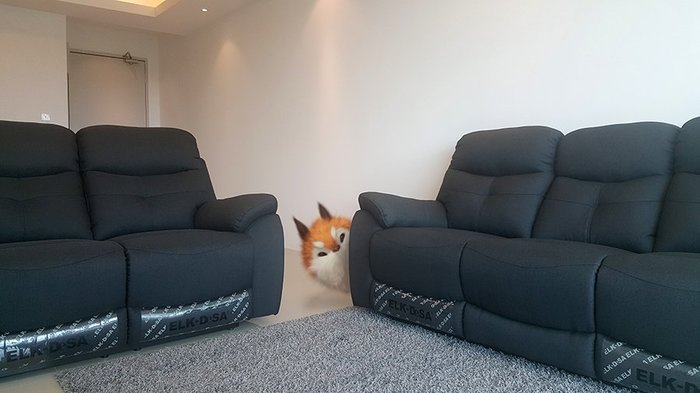 New furniture!....no don't you dare..noOOO! - Silverfox5213, Fox, Sofa, Art