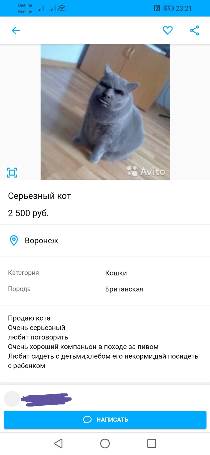Серьёзный кот с Авито.