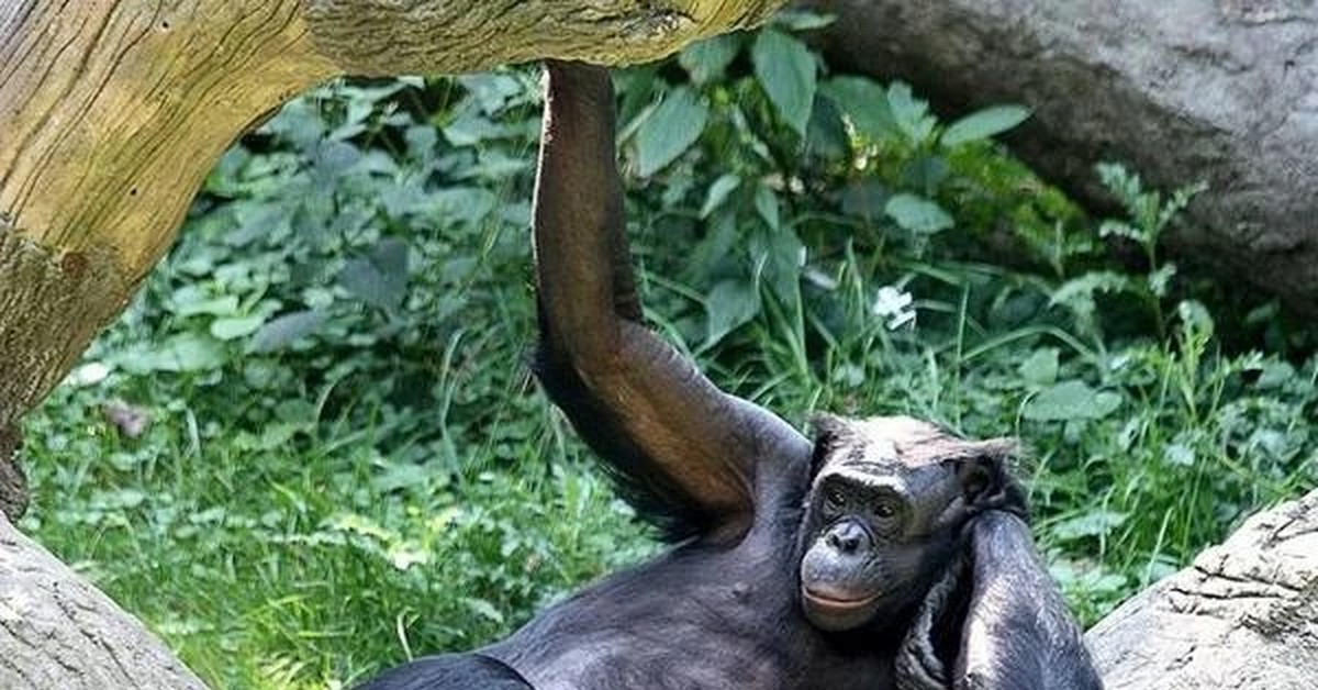 Фото половые органы обезьян