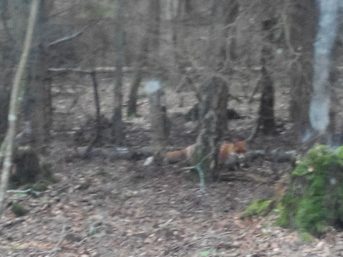 Met a beauty - My, Fox, Curonian Spit