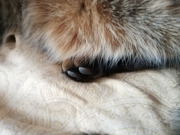 Cat paws. - My, cat, Catomafia, Paws, Longpost