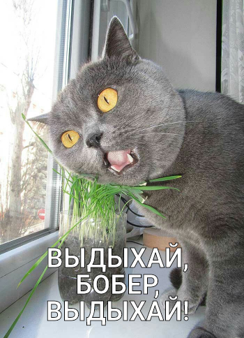 And the grass is wild! - cat, Grass, stomps, , Pets