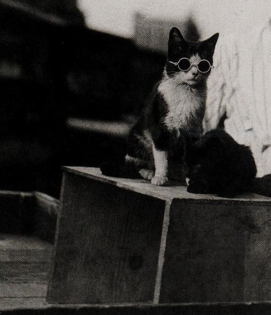 Cat style 1920s - cat, Glasses, Style, 1920s, Black and white photo