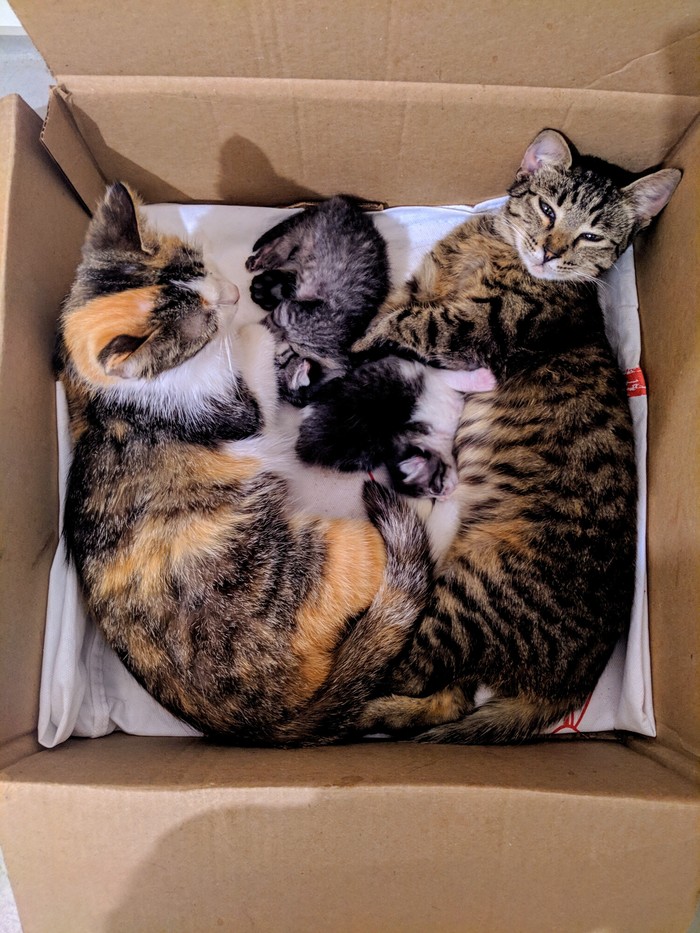 Happy family. - My, Kittens, Family, Newborn, cat, Box and cat