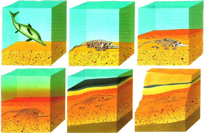 CONDITIONS FOR FORMING FOSSILS - Paleontology, A rock