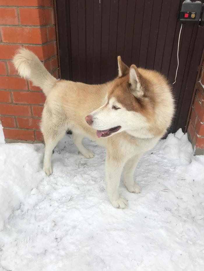Found the dog! - My, Letovo, Found a dog, Laika, Longpost, No rating, Dog, In good hands