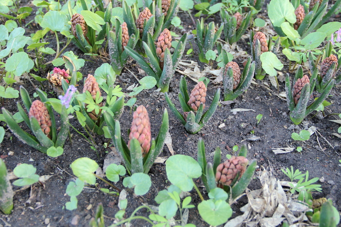 How do buds actually grow? - Spring, Hyacinths