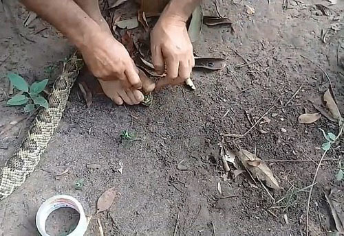 The activist put the tails of live snakes in his mouth and stood on metal spikes - news, Activists, Brazil, Longpost