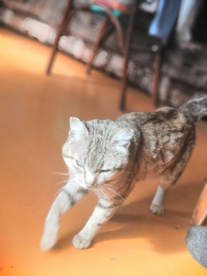 Солнечного кота к концу зимы