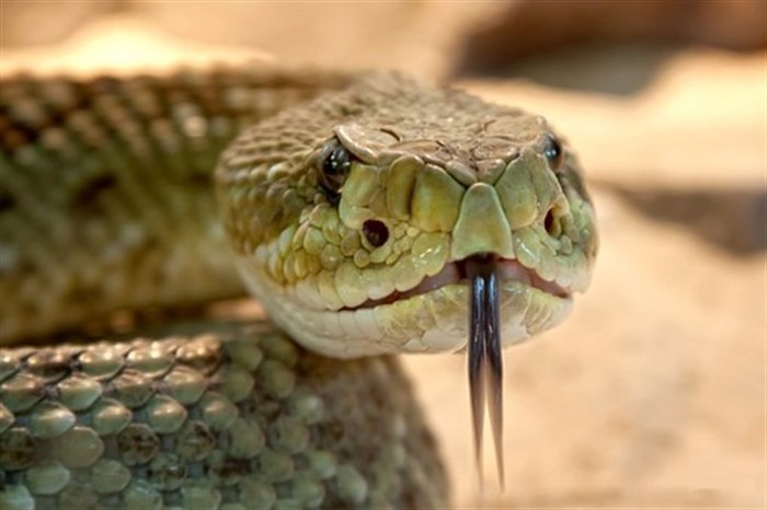 Man bitten by snake bites wife to die with her - India, Family, Snake bite, Romeo and Juliet