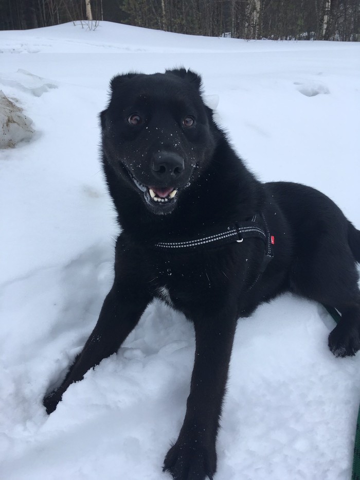 funny dog - Dog, Walk