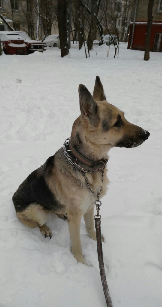 Found a purebred East European Shepherd dog, with an injury - My, East European Shepherd, Longpost, Found a dog, Moscow, Lyublino, Help, No rating, Dog, Helping animals