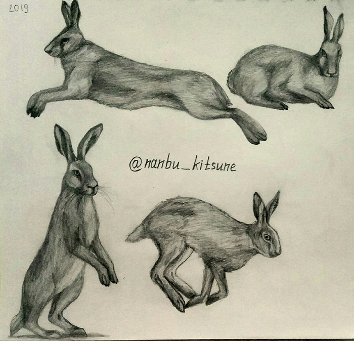 Hares - My, Hare, Animals, Drawing, Pencil drawing, Animalistics, Art