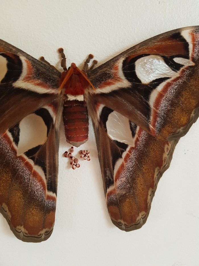 upd: выведение бабочки attacus atlas бабочка, хобби, длиннопост, павлиний глаз