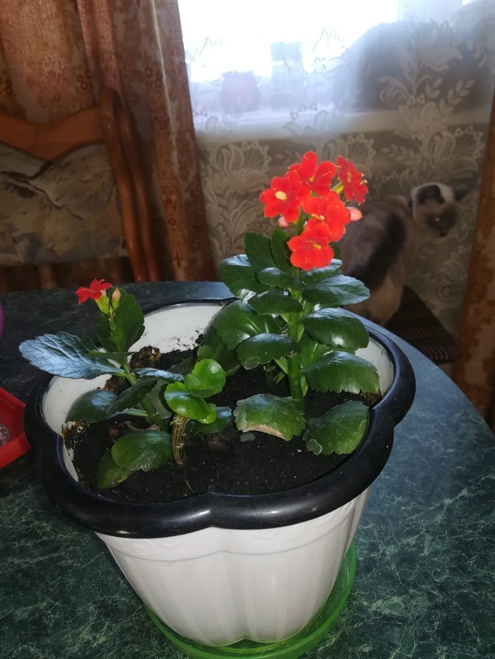 Kalanchoe) - My, Bloomed, The Scarlet Flower
