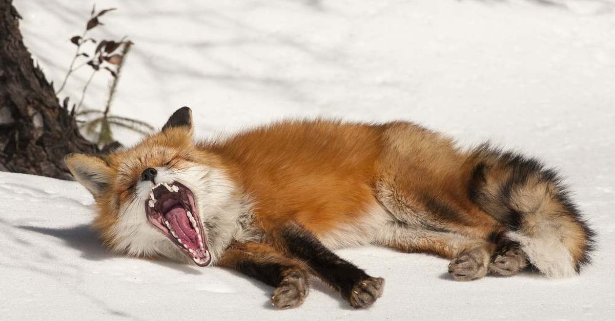 Пробуждение животных. Лиса проснулась. Сонная лиса. Лиса зевает. Лисичка проснулась.