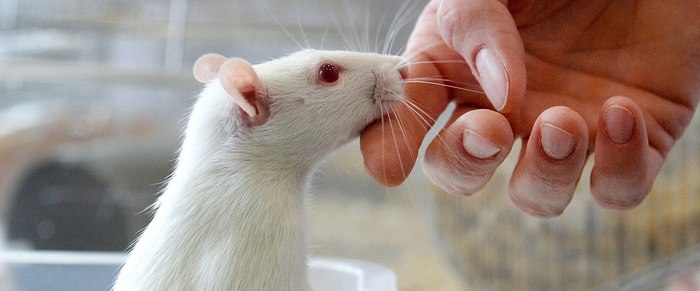 Tooth regeneration - Mouse, Teeth, Scientists