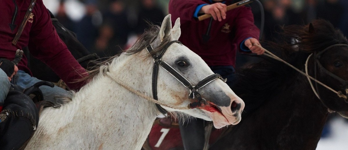 Blood horse. Кок Бору ЦМИ. Кок Бору на Московском ипподроме.