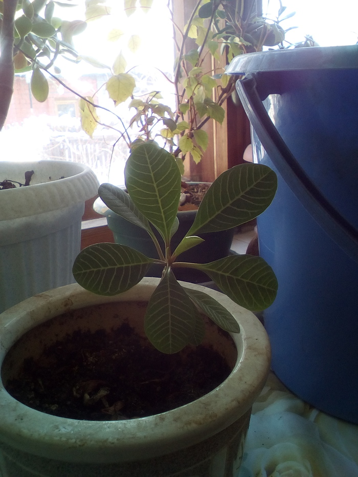 Помогите определить, что за растение?