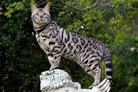 Bengals are different - cat, Bengal cat, Catomafia, Animals, Milota, Longpost