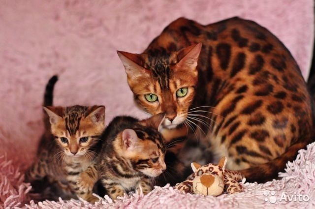 Bengals are different - cat, Bengal cat, Catomafia, Animals, Milota, Longpost