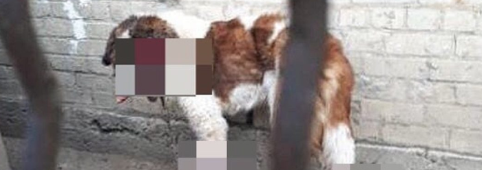 Волонтеры окружили дом пытаясь спасти изувеченную собаку