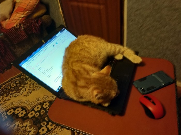 Кажется теперь это его ноутбук Кот, Ноутбук, Наглость, Длиннопост