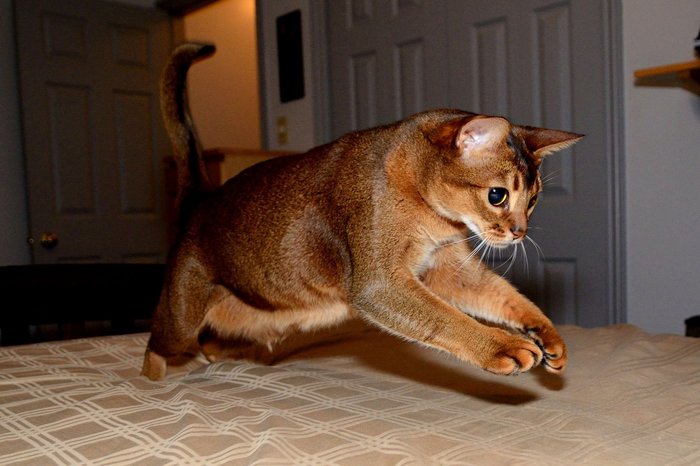 Abyssinian cats selection - The photo, cat, Longpost, Abyssinian cat