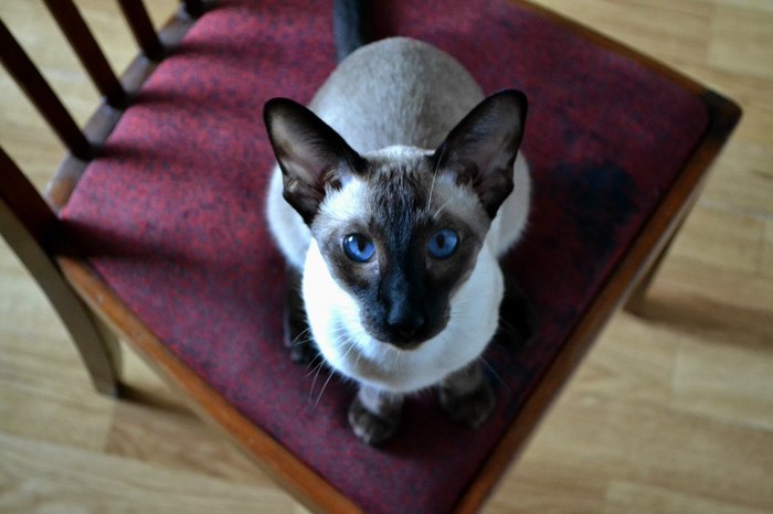 Как люди живут без котов?