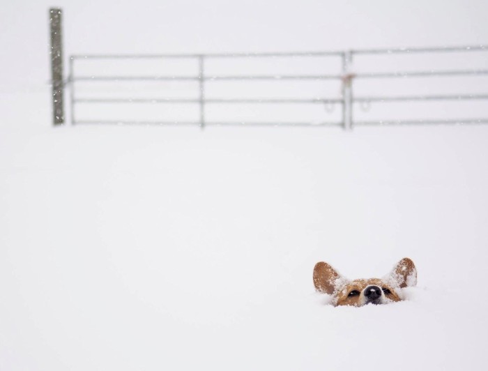 Dog, Snow, Milota, Corgi, Toddlers, Head, The photo, Lucky shot, Children, Lucky moment