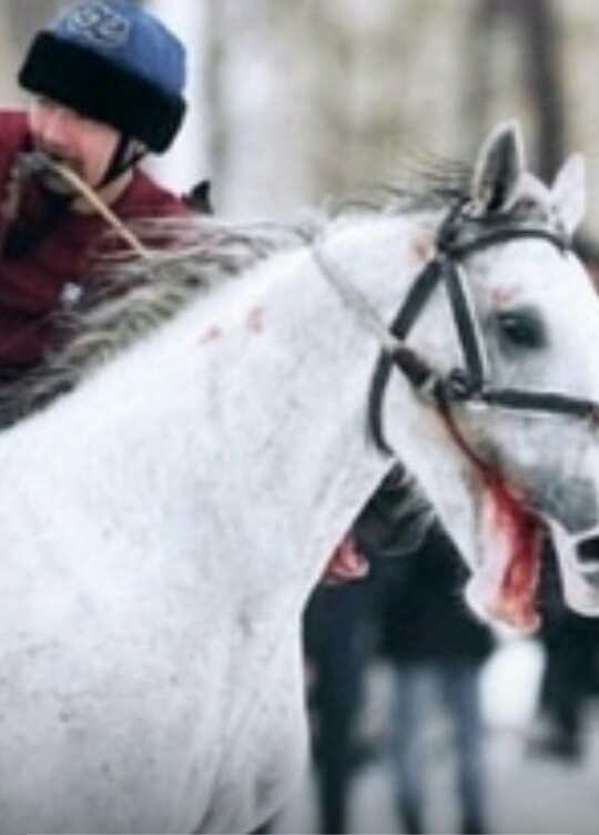 Zhivoderstvo on the main hippodrome of the country. - Pain, Animals, Moscow, Show, Horses, Fear, Money, Cruelty, Longpost