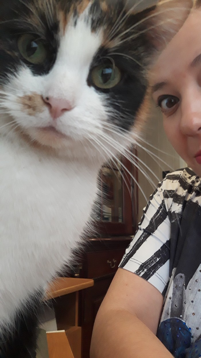 Cat selfie working. - My, Tricolor cat, Notary, A cat named Cat, Work, cat