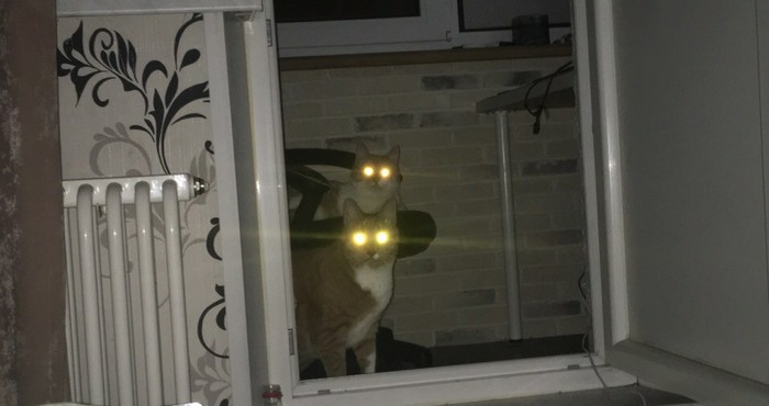 When your cats are messengers of darkness - My, cat, 