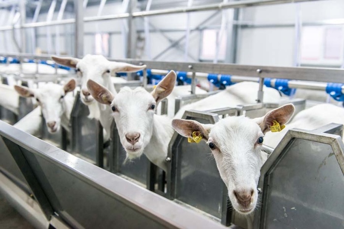 The construction of a complex for the production of goat and sheep milk began in the Nizhny Novgorod region - Nizhny Novgorod Region, Livestock breeding, Russia, Production, Russian production