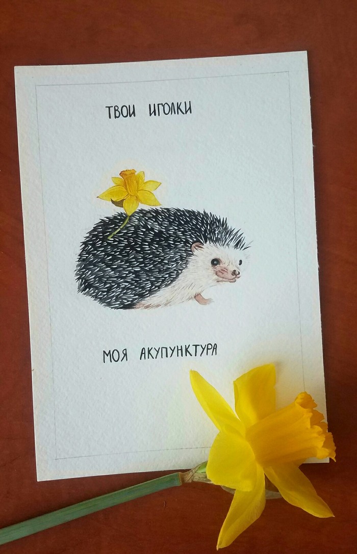 Postcard - My, Drawing, Watercolor, African pygmy hedgehog, Narcissus, Daffodils flowers