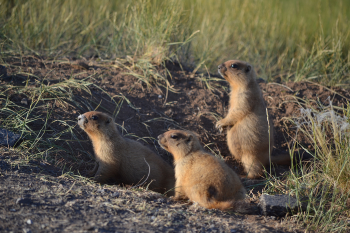 Draft law on commercial hunting in the Orenburg region - Orenburg region, Officials, Protection of Nature, Hunting, Longpost