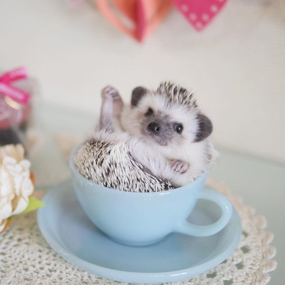 A cup of hedgehog please - Milota, Animals, A cup, Hedgehog, The photo