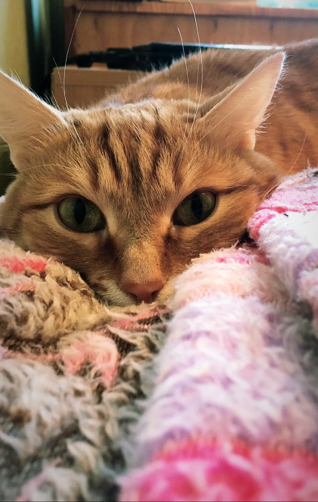 Говорят, сегодня день котиков