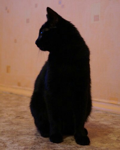 Today my bun is three years old - My, cat, Catomafia, Animals, Black cat, Longpost