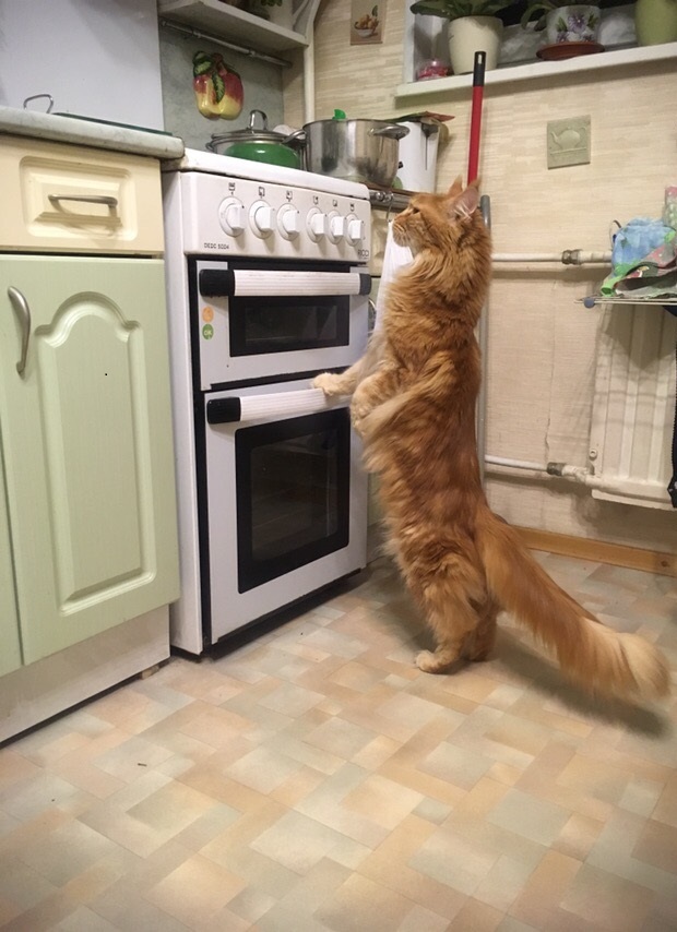 We are preparing a festive dinner for the Day of the Cats. - cat, My, Maine Coon