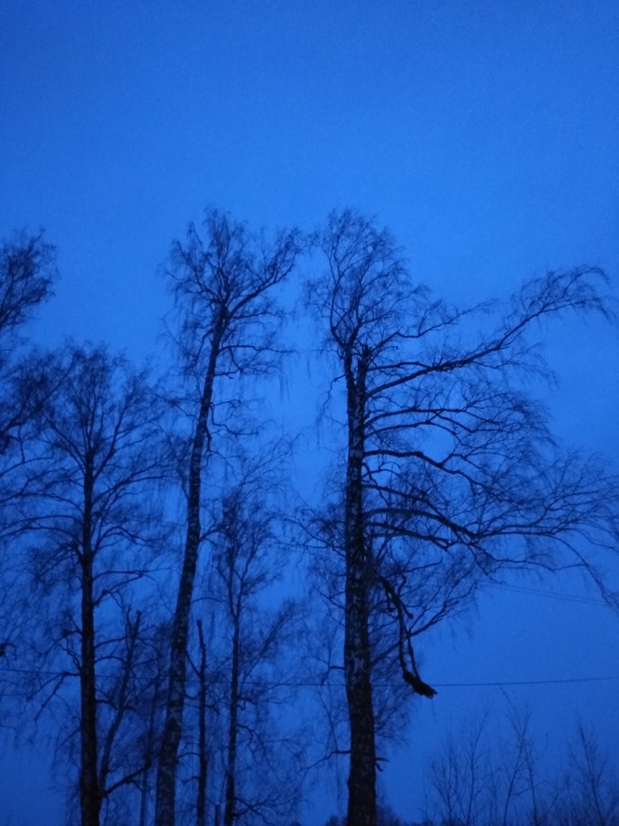 Birch-Gothic - My, Evening, Tree, Way home