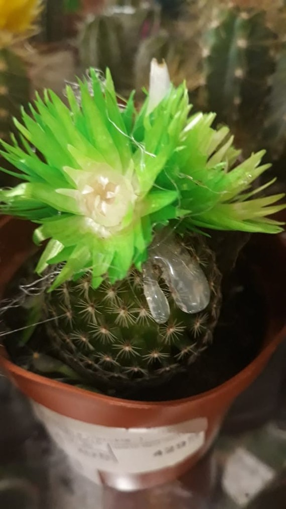 Original solution - My, Cactus, Glue, Artificial, Longpost