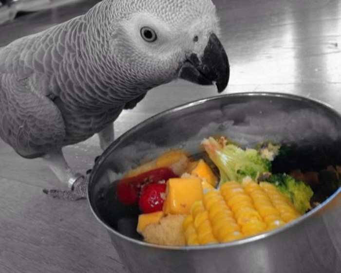 Is the chef parrot real? - A parrot, Cook, Gourmet, Preparation, Kitchen