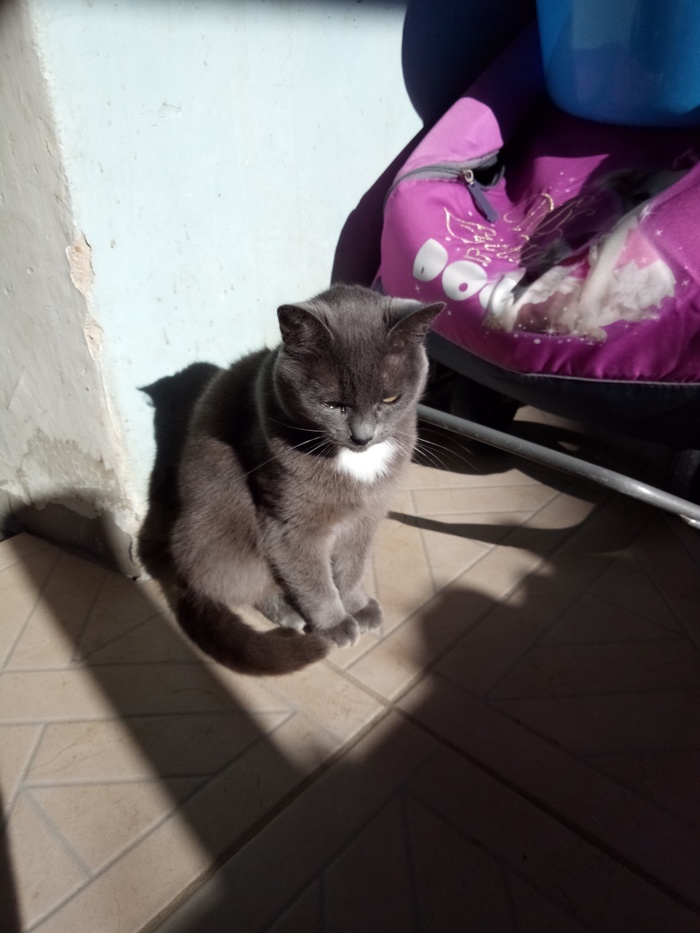 Sunbathing - Pets, Photo on sneaker, cat, My